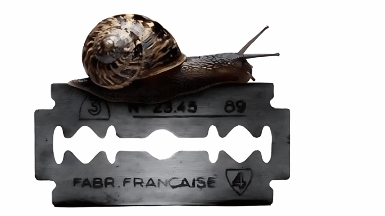 Snail moving across the edge of a razor blade, symbolising the careful pace required to navigate high-stakes decisions without causing harm.