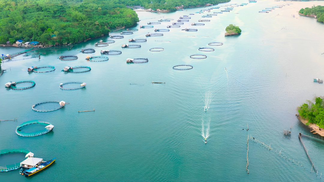 The Blue Economy in Indonesia: Marine and Fisheries Investment Beyond Tourism