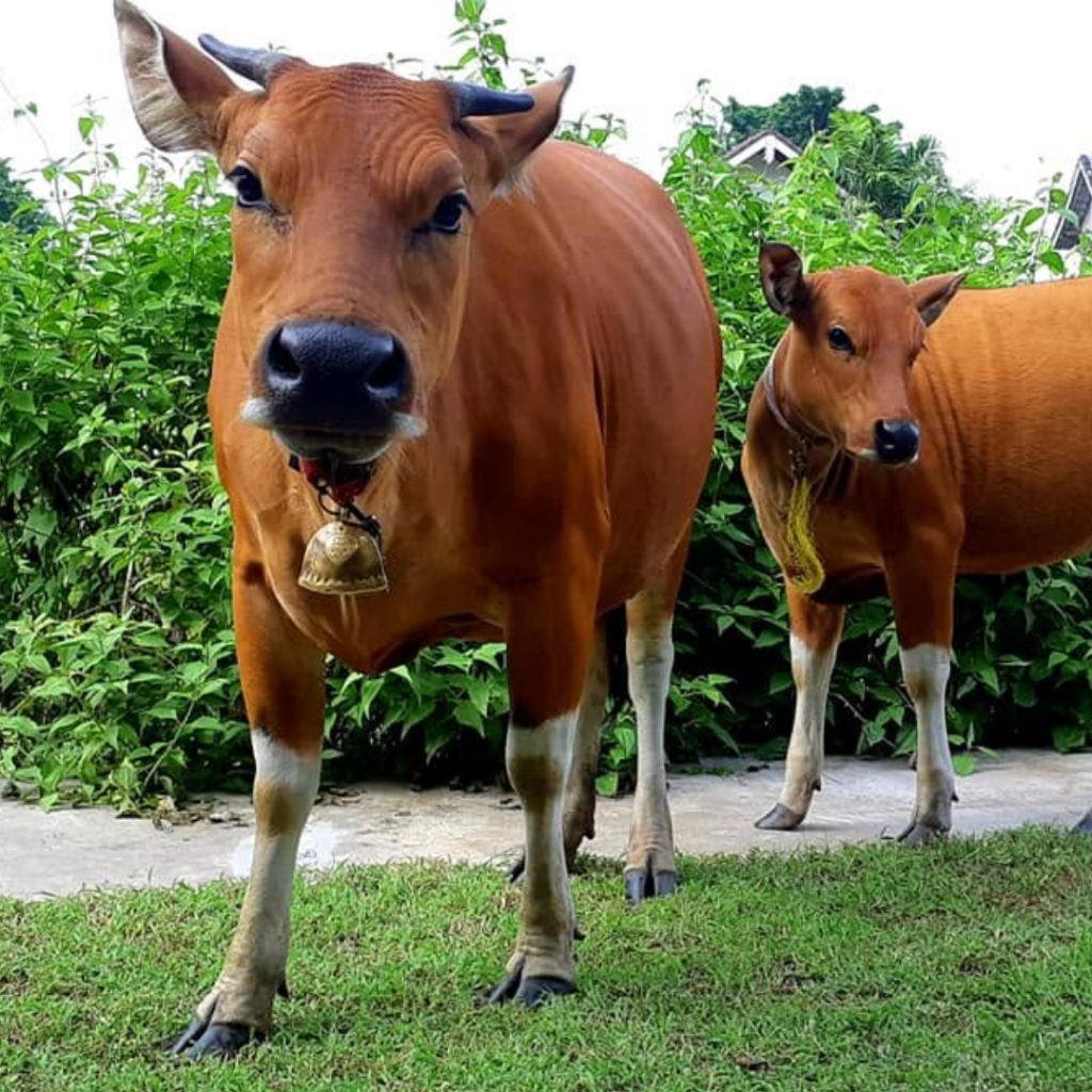 The Bali cow with her healthy calf, both raised on fresh produce scraps